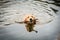 Golden retriever portrait swimming in the water. retrieve