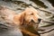 Golden retriever portrait swimming in the water. retrieve