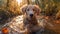 Golden Retriever Pup Splashing in Autumn Puddle