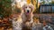 Golden Retriever Pup Splashing in Autumn Puddle