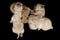 Golden retriever puppies black background