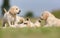 Golden retriever puppies having fun