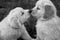 Golden Retriever puppies kissing