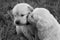 Golden Retriever puppies kissing