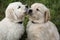 Golden Retriever puppies kissing