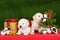 Golden Retriever puppies with xmas tree