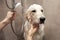 Golden retriever puppy is bathing in the bathroom, man is cleaning the dog in the shower