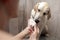 Golden retriever puppy is bathing in the bathroom, man is cleaning the dog in the shower