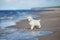 Golden retriever puppy on a beach