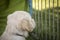 Golden Retriever Puppy behind fence