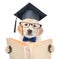 Golden retriever puppy with black graduation hat reading a book. isolated on white background