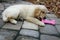 Golden Retriever puppy with a bone shaped chew toy