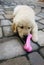 Golden Retriever puppy with a bone shaped chew toy filled with treats