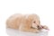 Golden Retriever puppy brushing his teeth side view