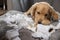 Golden retriever puppy chewing and tearing toilet paper making a mess