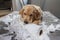 Golden retriever puppy chewing and tearing toilet paper making a mess