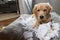 Golden retriever puppy chewing and tearing toilet paper making a mess