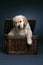 Golden retriever puppy climbing out of a basket