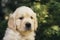 Golden Retriever puppy closeup outdoors portrait, one month old