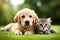 Golden Retriever Puppy And Cute Kitten Lie Together. Isolated On white Background. Png. Two Puppies Post-Processed. Generative AI