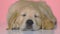 Golden retriever puppy dog being cute on pink background