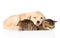 Golden retriever puppy dog and british cat sleeping together. isolated
