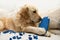 Golden retriever puppy dog chewing or biting shoes lying on a sofa. Separation anxiety disorder concept