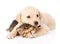 Golden retriever puppy dog hugging sleeping british cat. isolated