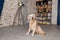 Golden retriever puppy dog in loft modern room photo studio