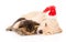 Golden retriever puppy dog with santa hat and british cat sleep together. isolated