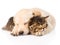 Golden retriever puppy dog sleep with british kitten. isolated