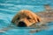 Golden Retriever Puppy Exercise in Swimming Pool