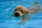 Golden Retriever Puppy Exercise in Swimming Pool