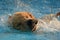 Golden Retriever Puppy Exercise in Swimming Pool