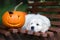 Golden retriever puppy with Halloween pumpkin