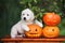 Golden retriever puppy with Halloween pumpkins