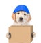 Golden retriever puppy in hat laborer delivering a big package. isolated on white background