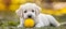 Golden retriever puppy having fun playing fetch with a friend in the park, forming a strong bond