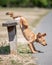 A Golden Retriever puppy jumping down from a simple bench