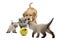 Golden retriever puppy a kittens walking towards tennis ball