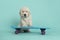 Golden retriever puppy leaning on blue skateboard on a turquoise blue background