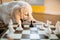 Golden retriever puppy learning to play chess. dog lies near the chessboard and watches how animal owner plays a chess