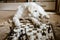 Golden retriever puppy learning to play chess. dog lies near the chessboard and watches how animal owner plays a chess game with