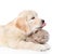 Golden retriever puppy licking the kitten. isolated on white background