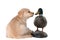Golden retriever puppy looking at a duck decoy