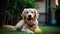 Golden Retriever Puppy Playing, smile face