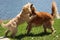 Golden retriever puppy plays with mother