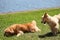 Golden retriever puppy plays with mother