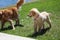 Golden retriever puppy plays with mother