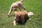 Golden retriever puppy plays with mother